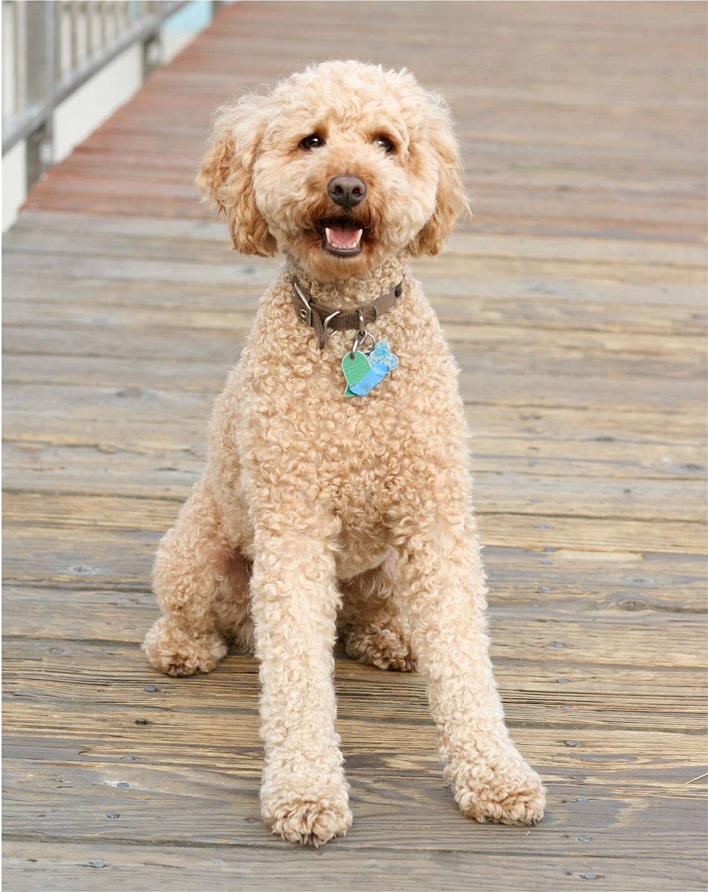 F2b labradoodle sales